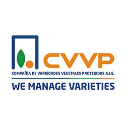 CVVP logo
